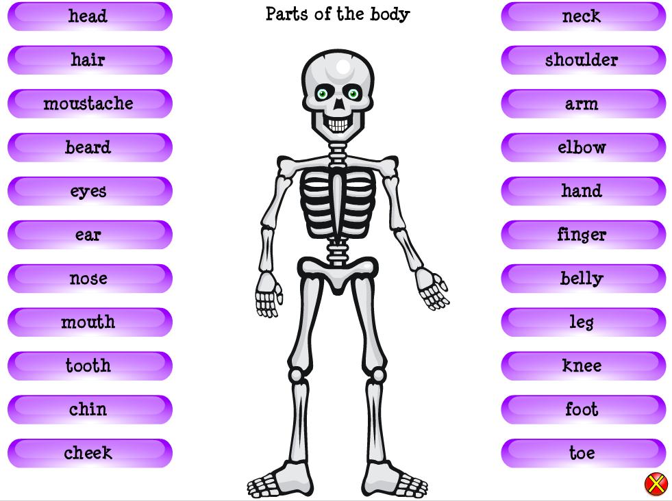 Parts of the body - Vocabulary