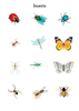 Insects