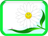 A daisy for Valentine's Day